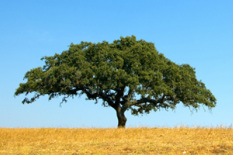Cork flooring, sustainable flooring, environmentally friendly flooring, renewable resource flooring